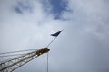 Louisiana Tech University Flag on Construction Crane